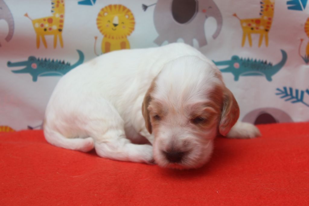 of caniland's dream - Chiots disponibles - Cocker Spaniel Anglais
