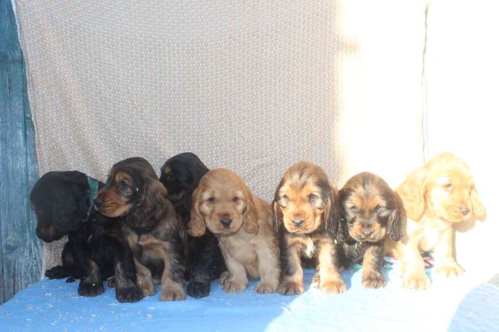 Chiot Cocker Spaniel Anglais of caniland's dream