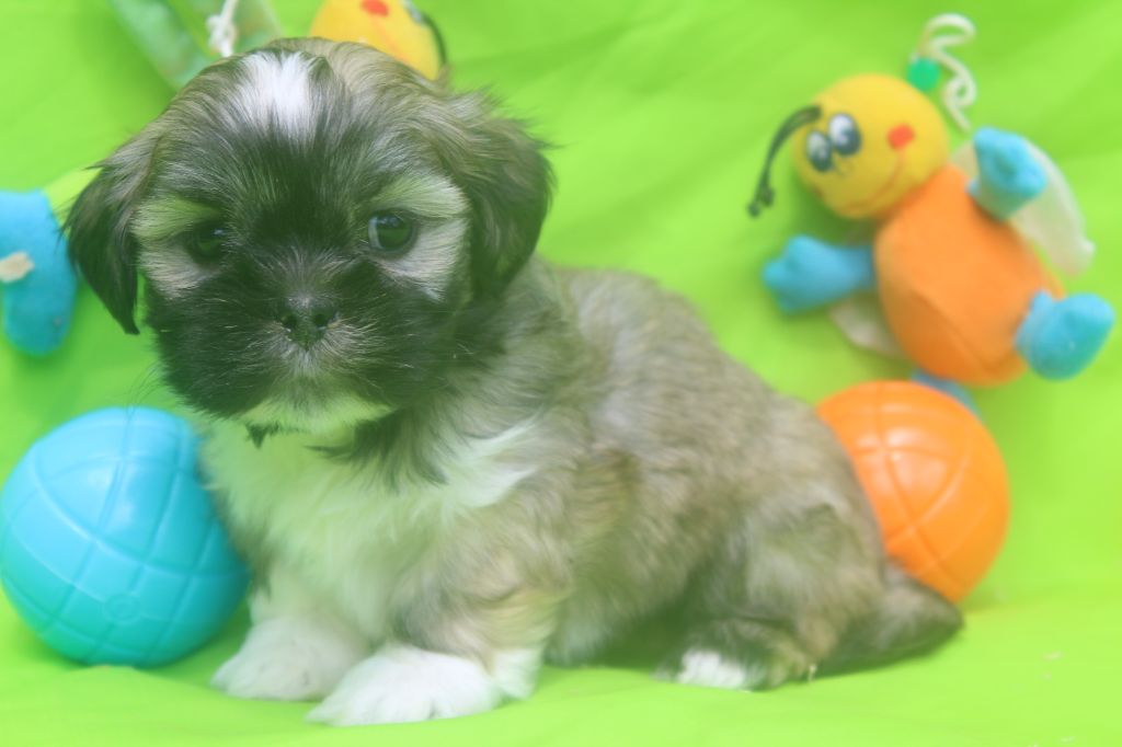 of caniland's dream - Chiots disponibles - Lhassa Apso