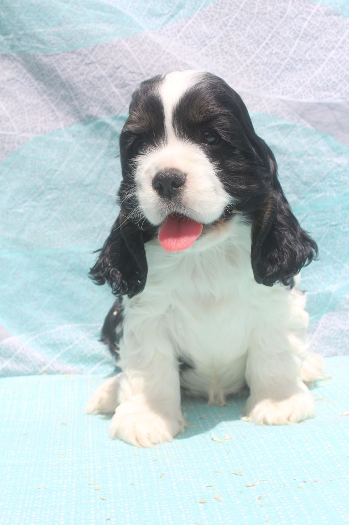 of caniland's dream - Chiots disponibles - American Cocker Spaniel