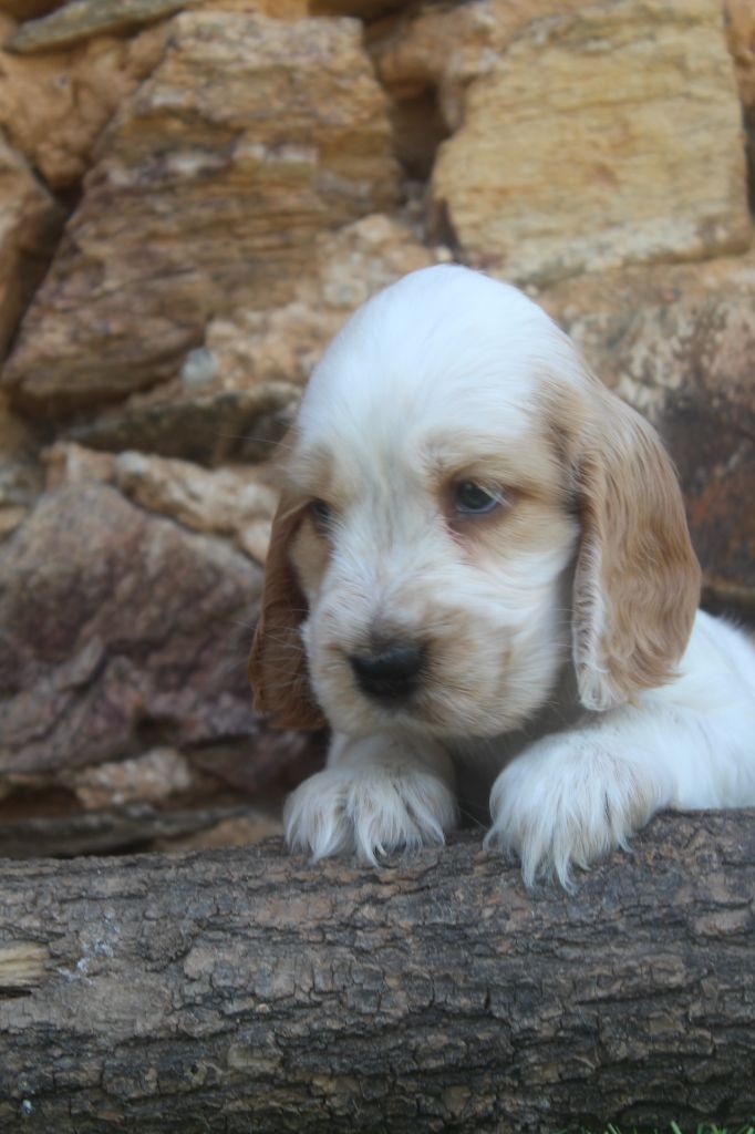 of caniland's dream - Chiots disponibles - Cocker Spaniel Anglais