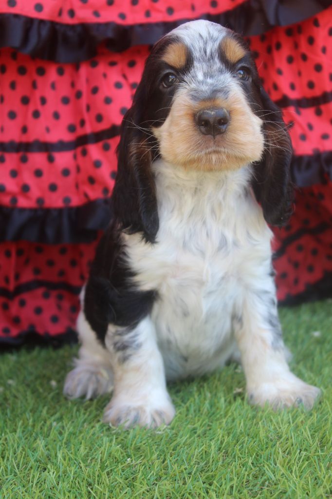of caniland's dream - Chiots disponibles - Cocker Spaniel Anglais