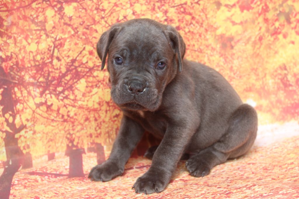 of caniland's dream - Chiots disponibles - Cane Corso