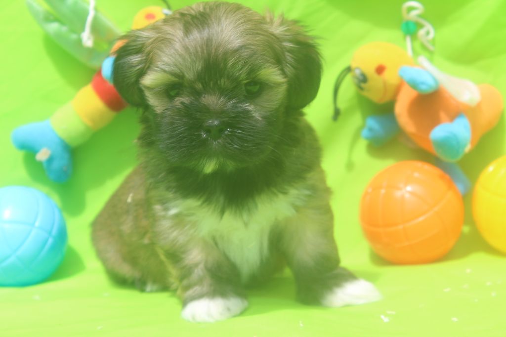 of caniland's dream - Chiots disponibles - Lhassa Apso