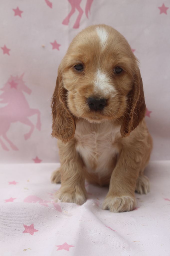 of caniland's dream - Chiots disponibles - Cocker Spaniel Anglais