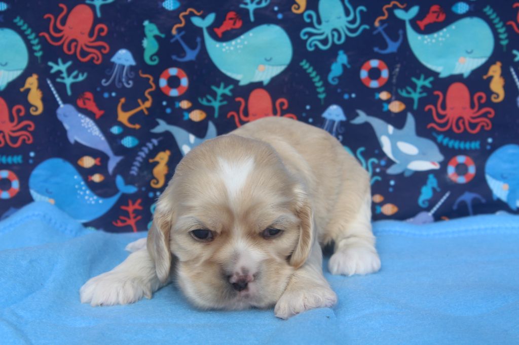 of caniland's dream - Chiots disponibles - American Cocker Spaniel