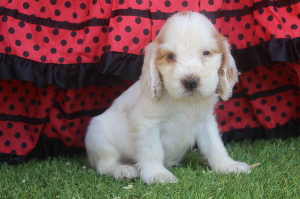 of caniland's dream - Chiots disponibles - Cocker Spaniel Anglais