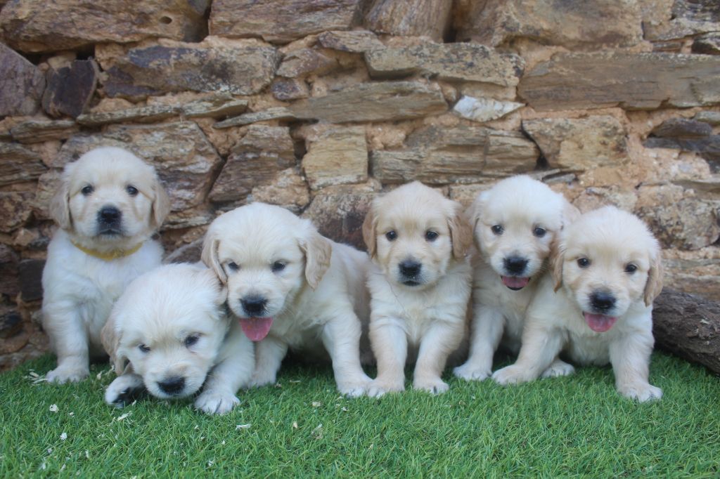 of caniland's dream - Golden Retriever - Portée née le 19/05/2025