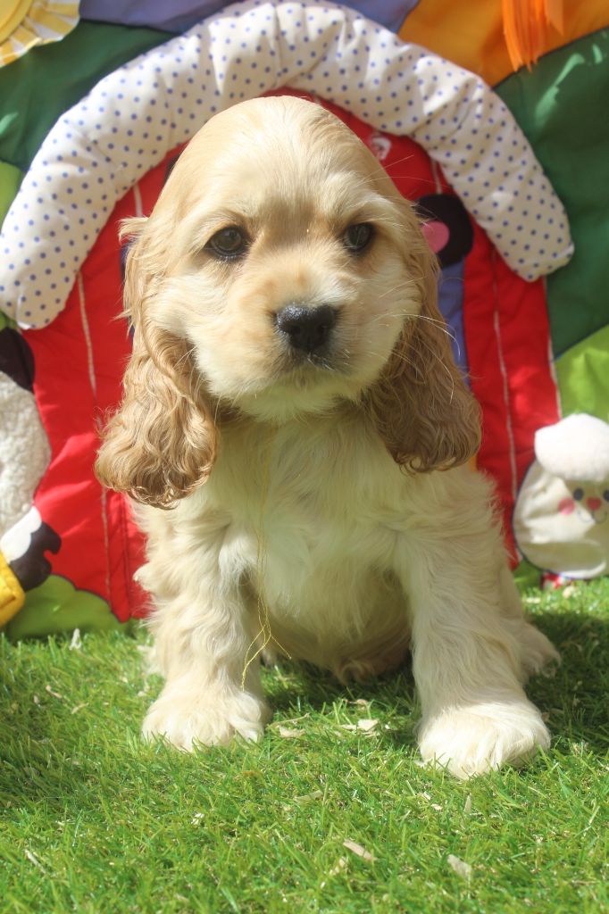 of caniland's dream - Chiots disponibles - American Cocker Spaniel
