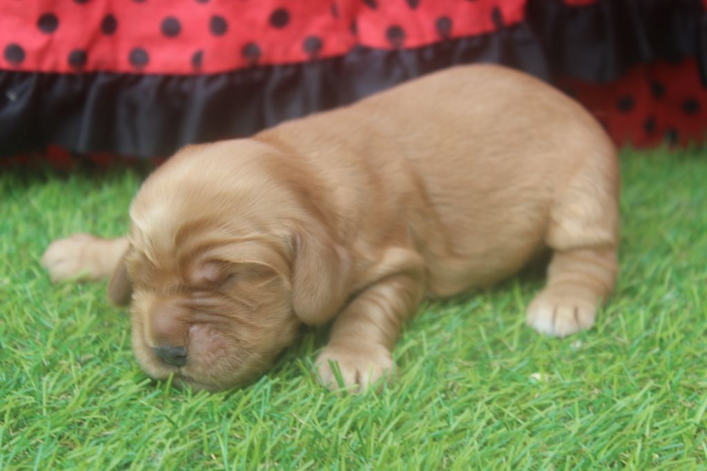 of caniland's dream - Chiots disponibles - Cocker Spaniel Anglais
