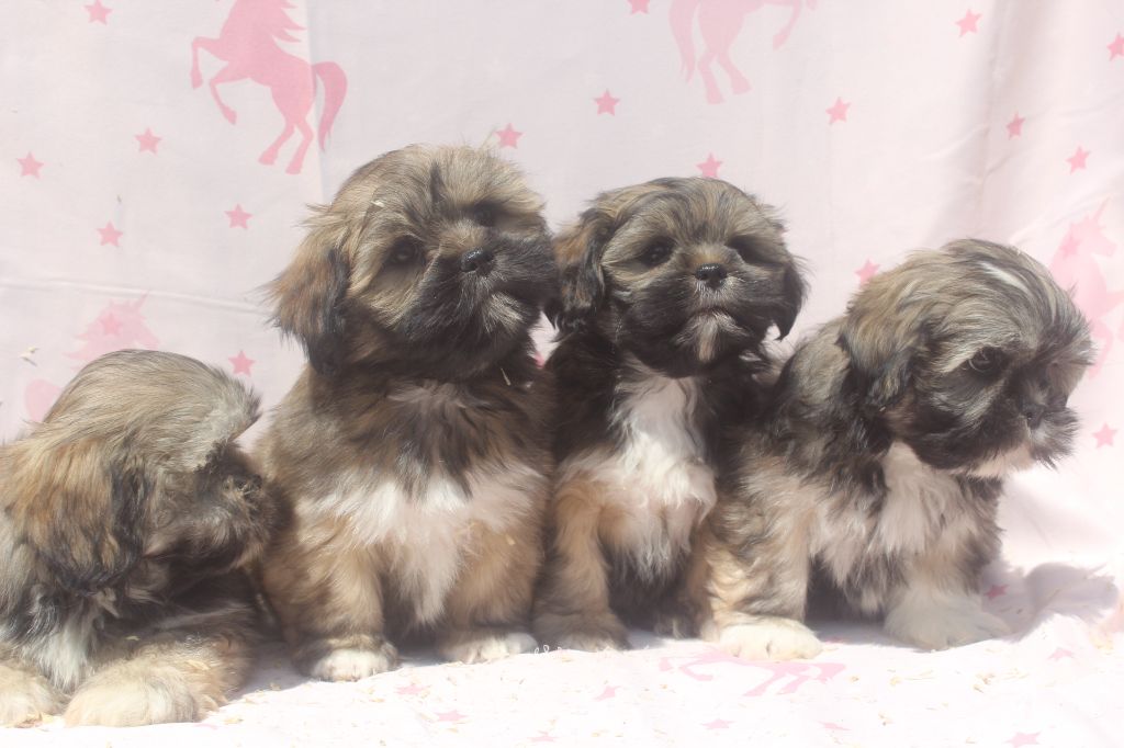 of caniland's dream - Lhassa Apso - Portée née le 04/04/2025