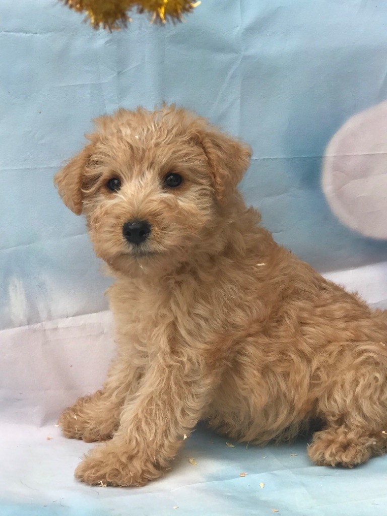 of caniland's dream - Chiots disponibles - Lakeland Terrier