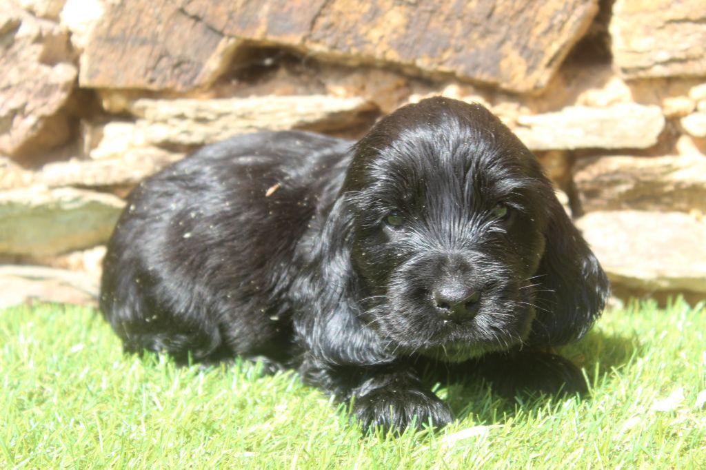 of caniland's dream - Chiots disponibles - Cocker Spaniel Anglais
