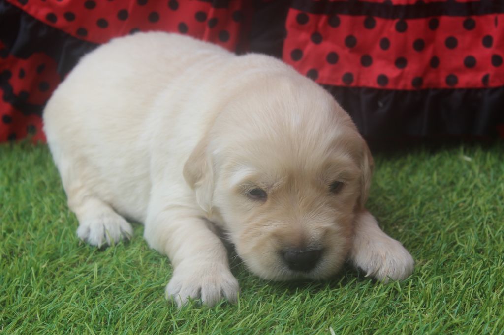 of caniland's dream - Chiots disponibles - Golden Retriever