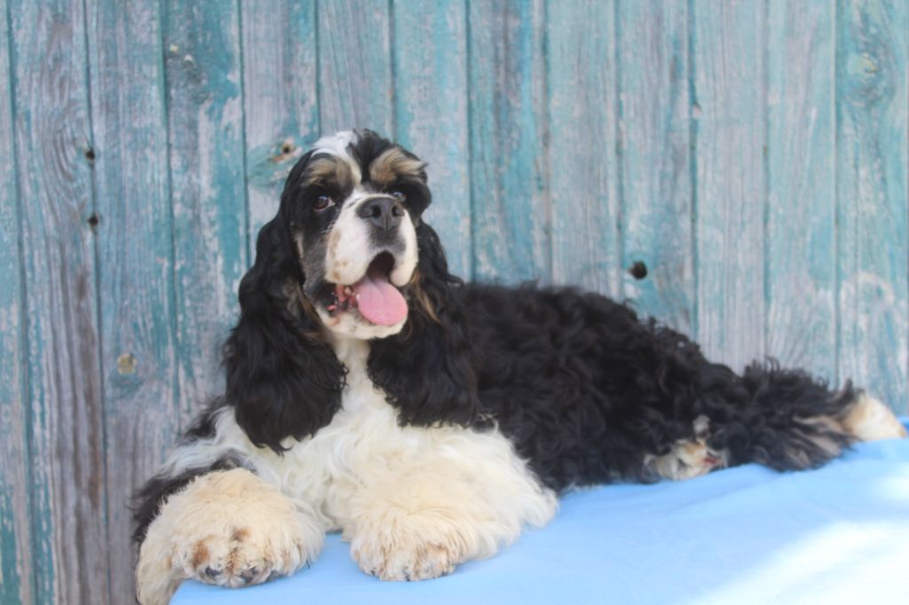 of caniland's dream - Chiots disponibles - American Cocker Spaniel