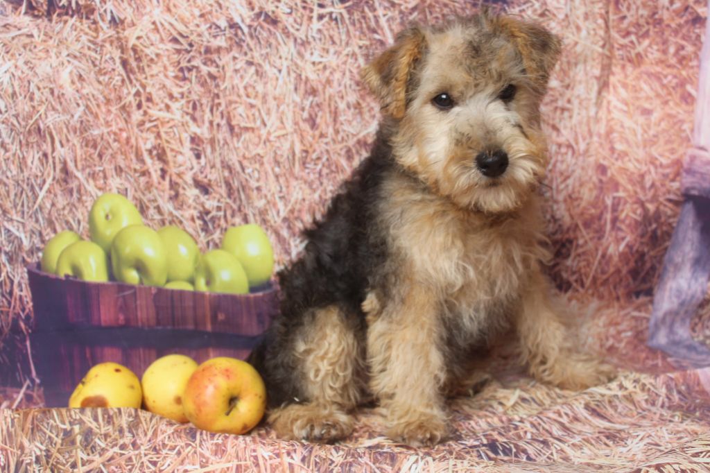 of caniland's dream - Chiots disponibles - Lakeland Terrier