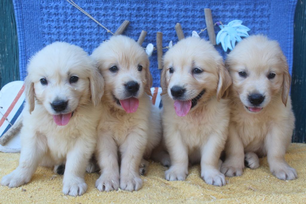 Chiot Golden Retriever of caniland's dream