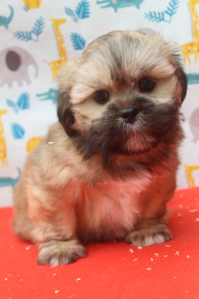 of caniland's dream - Chiots disponibles - Lhassa Apso