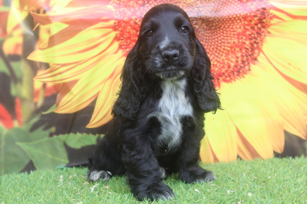 of caniland's dream - Chiots disponibles - Cocker Spaniel Anglais