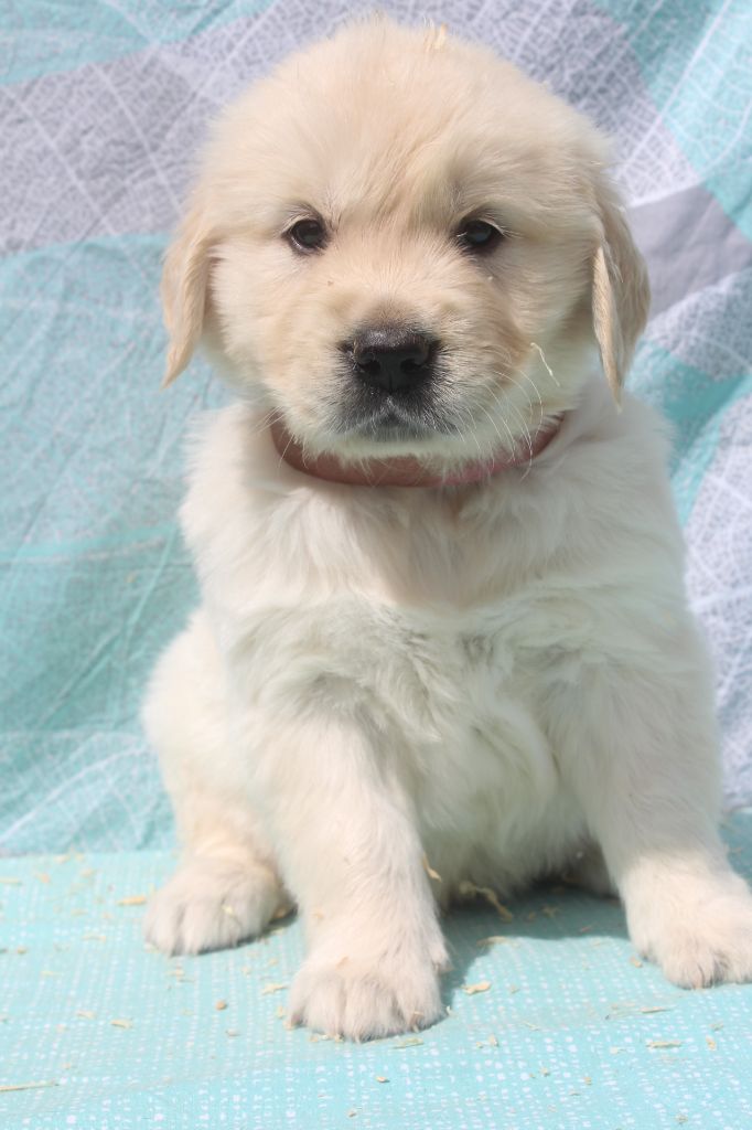 of caniland's dream - Chiots disponibles - Golden Retriever