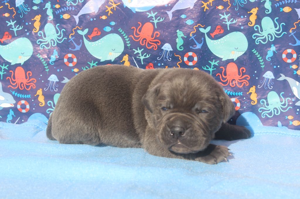 of caniland's dream - Chiots disponibles - Cane Corso