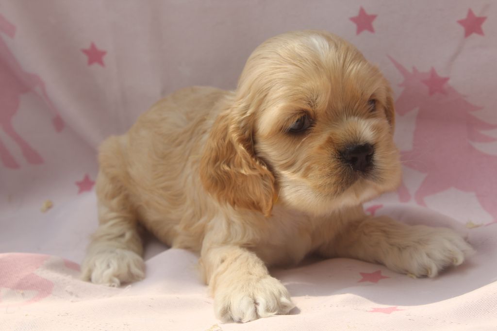 of caniland's dream - Chiots disponibles - American Cocker Spaniel