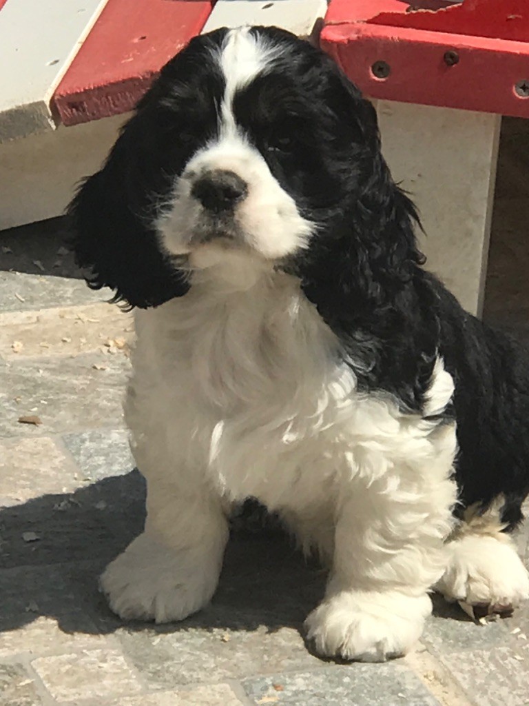 of caniland's dream - Chiots disponibles - American Cocker Spaniel