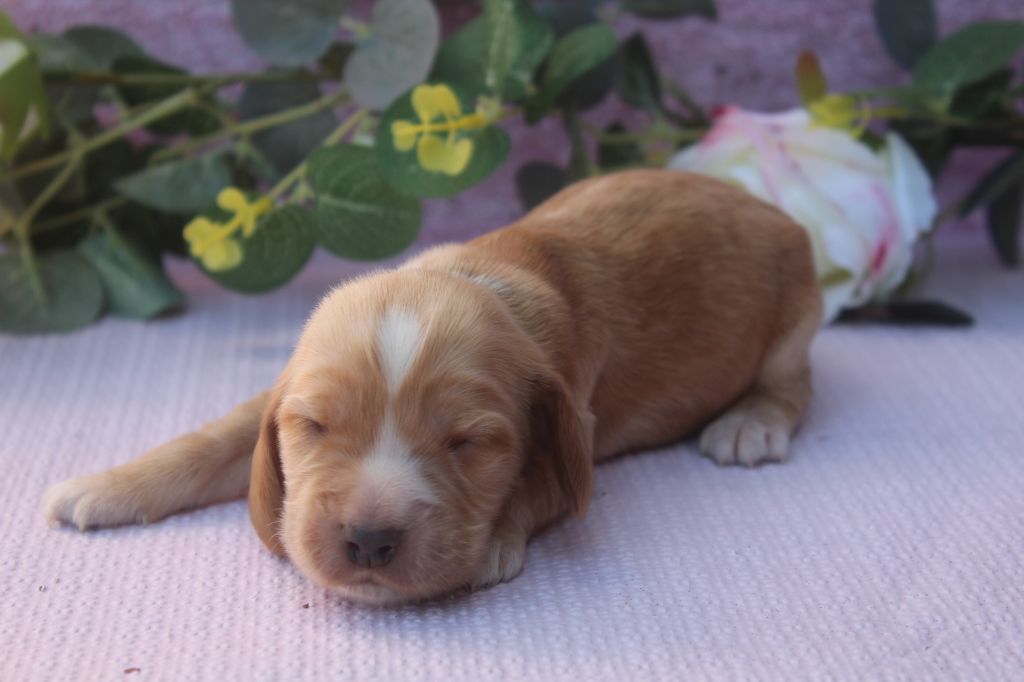 of caniland's dream - Chiots disponibles - Cocker Spaniel Anglais