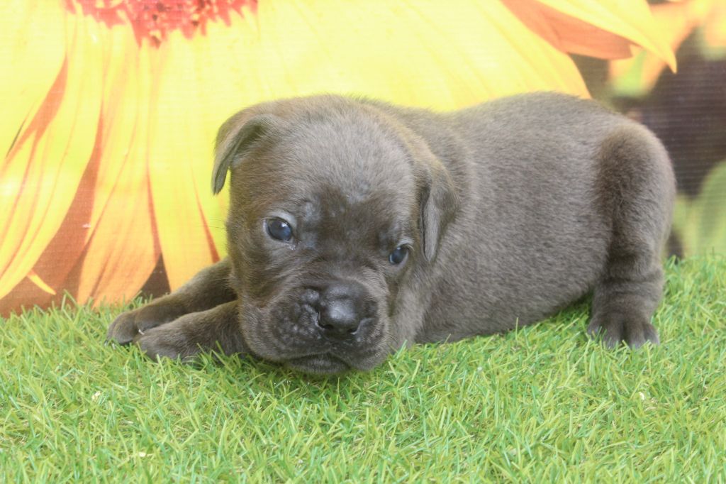 of caniland's dream - Chiots disponibles - Cane Corso