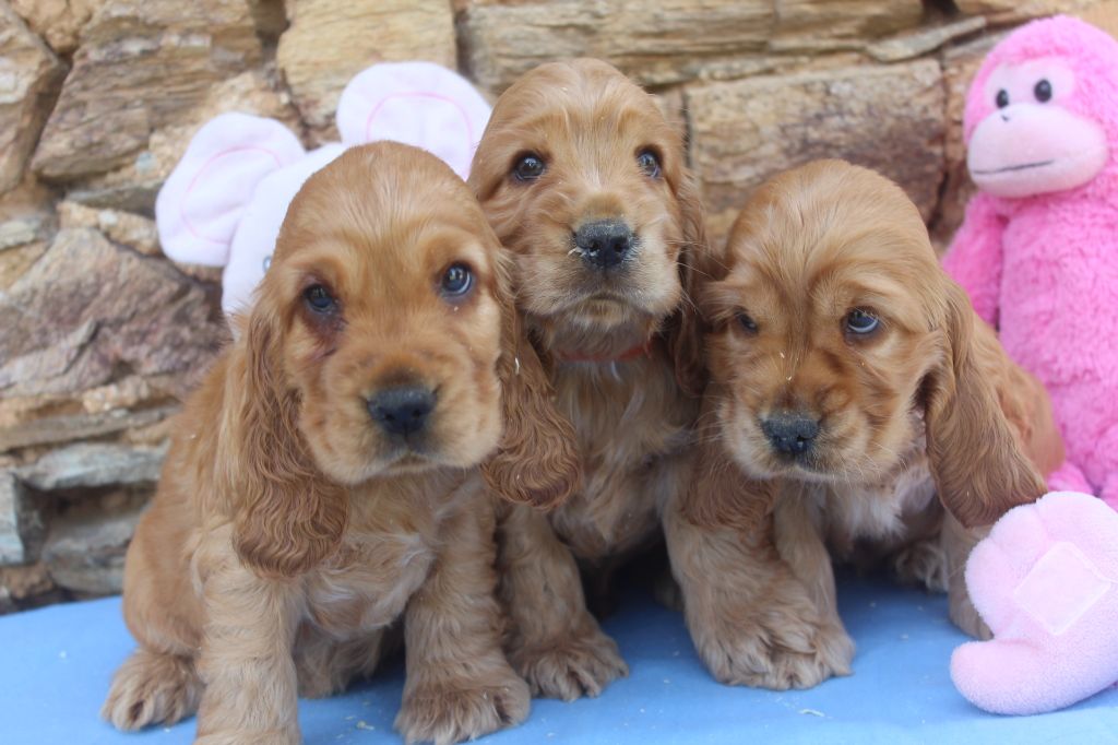 Chiot Cocker Spaniel Anglais of caniland's dream