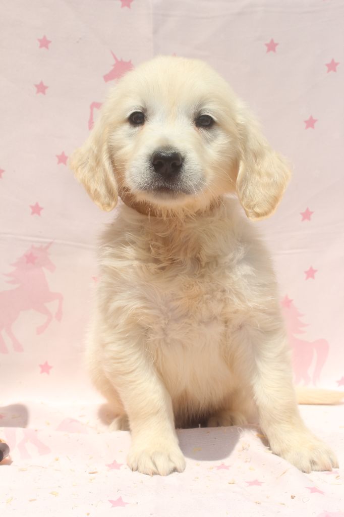 of caniland's dream - Chiots disponibles - Golden Retriever
