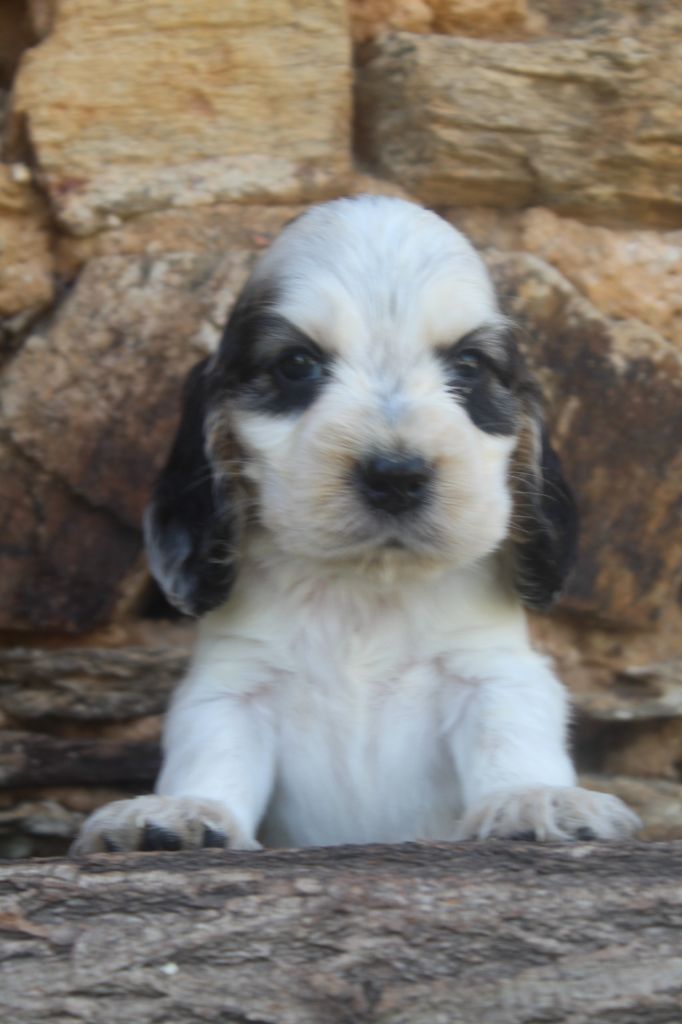 of caniland's dream - Chiots disponibles - Cocker Spaniel Anglais