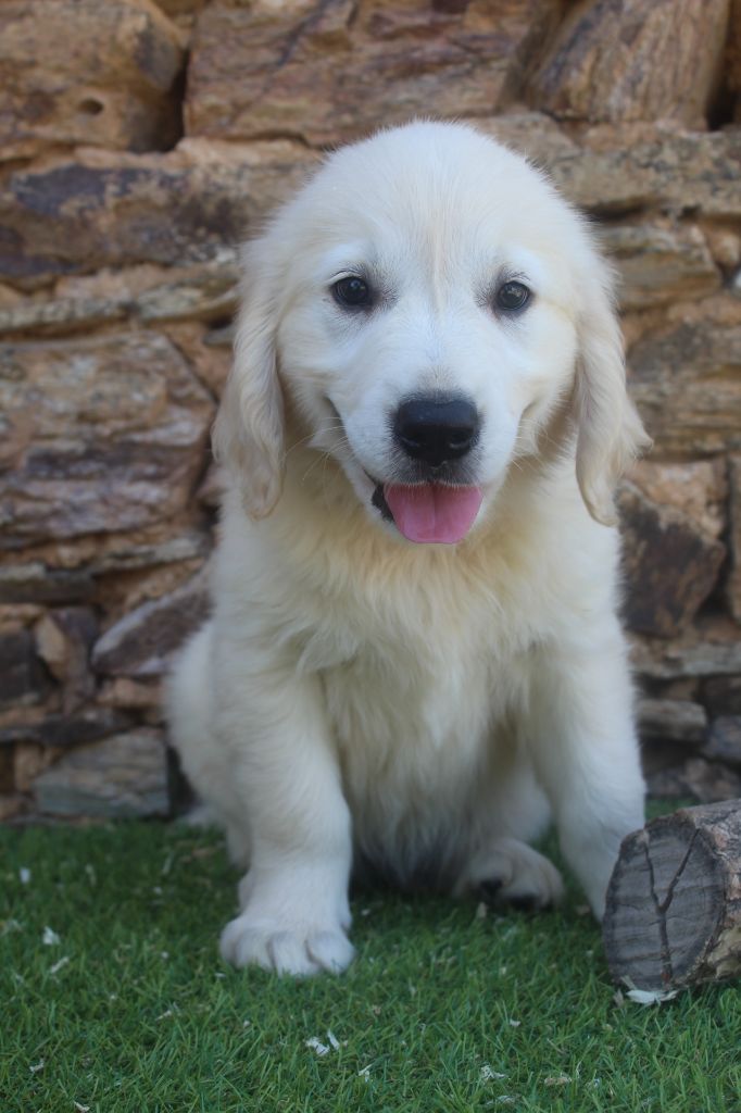 of caniland's dream - Chiots disponibles - Golden Retriever