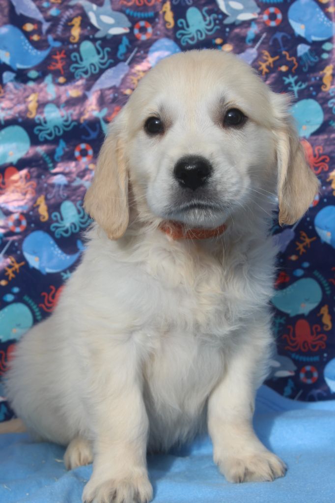 of caniland's dream - Chiots disponibles - Golden Retriever