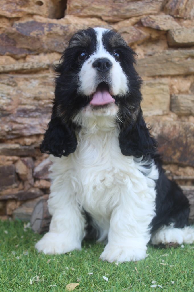 of caniland's dream - Chiots disponibles - American Cocker Spaniel