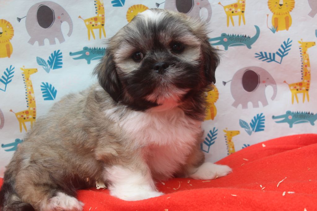 of caniland's dream - Chiots disponibles - Lhassa Apso