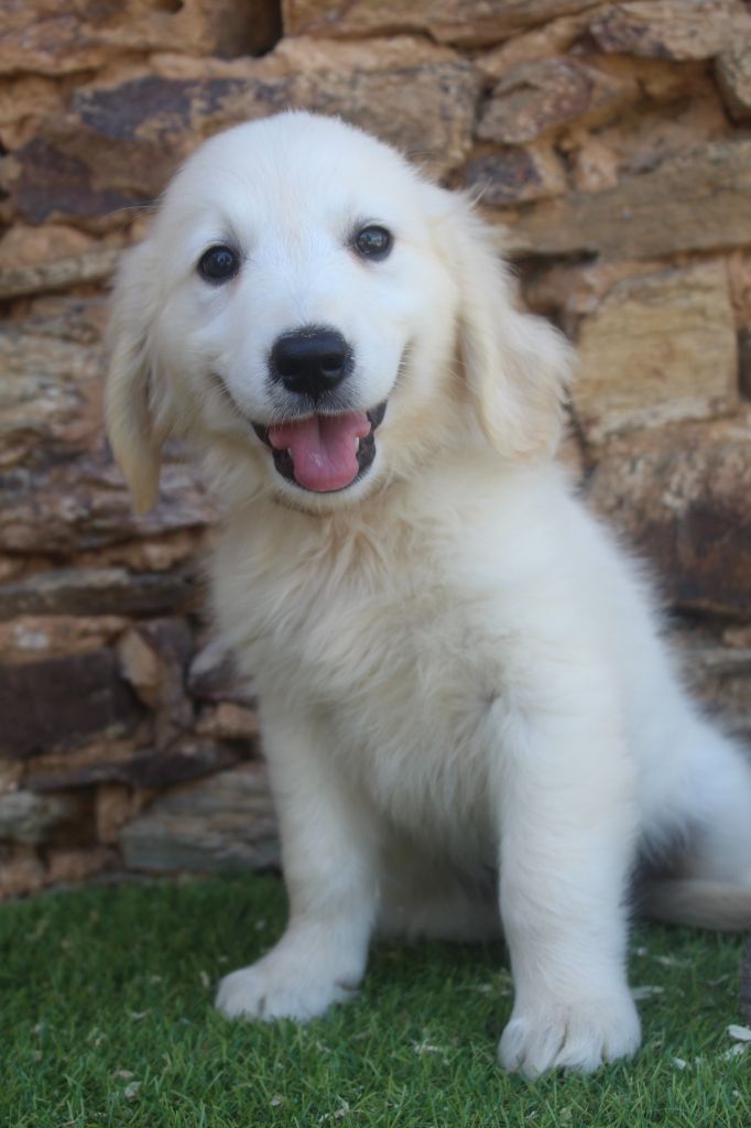of caniland's dream - Chiots disponibles - Golden Retriever