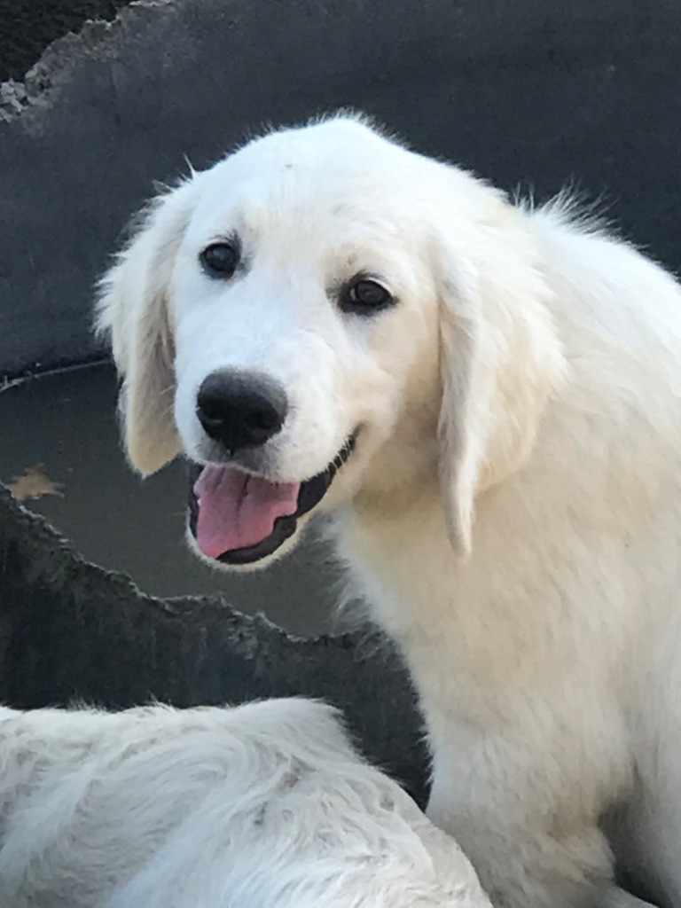of caniland's dream - Chiots disponibles - Golden Retriever