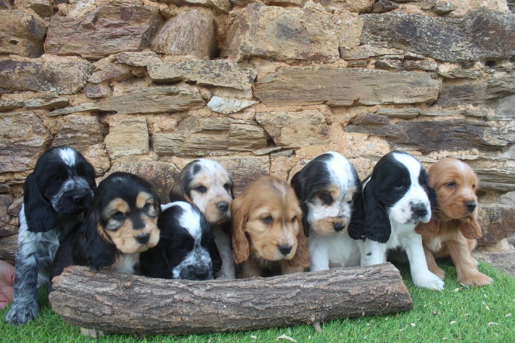 Chiot Cocker Spaniel Anglais of caniland's dream