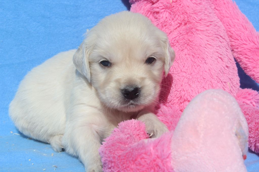 of caniland's dream - Chiots disponibles - Golden Retriever