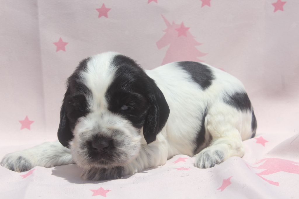 of caniland's dream - Chiots disponibles - Cocker Spaniel Anglais