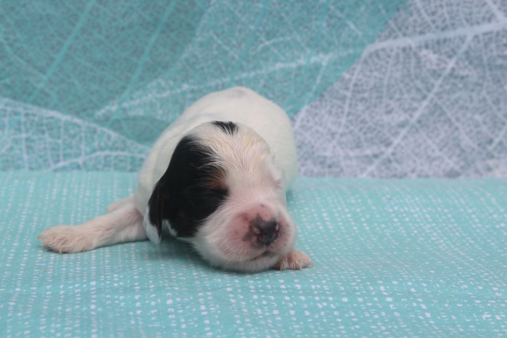 of caniland's dream - Chiots disponibles - Cocker Spaniel Anglais