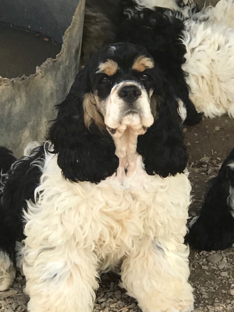 of caniland's dream - Chiots disponibles - American Cocker Spaniel