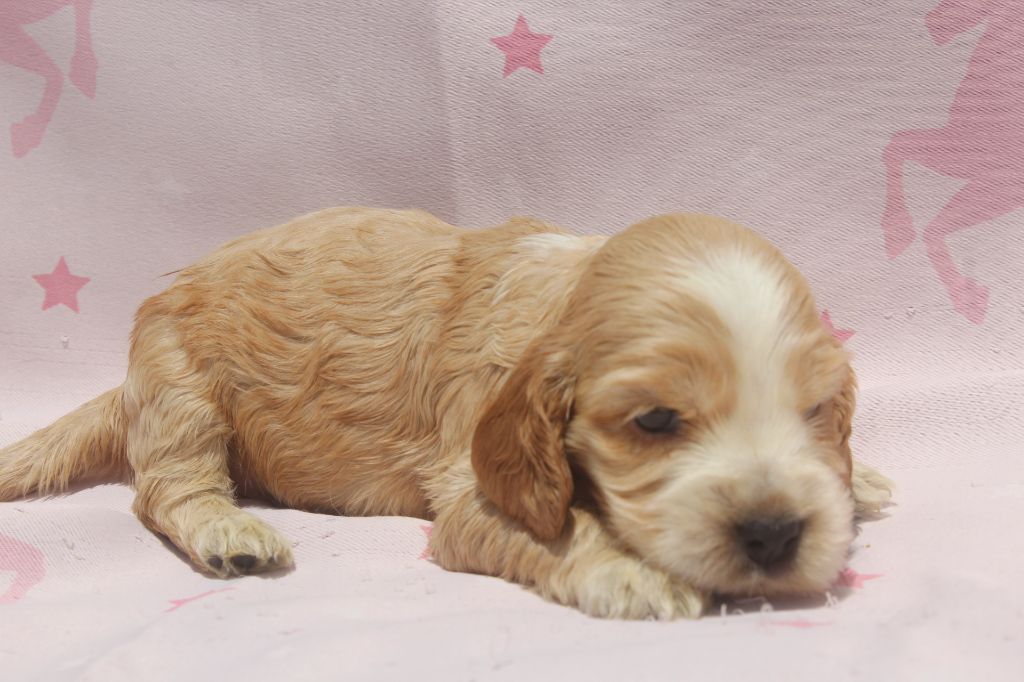 of caniland's dream - Chiots disponibles - Cocker Spaniel Anglais