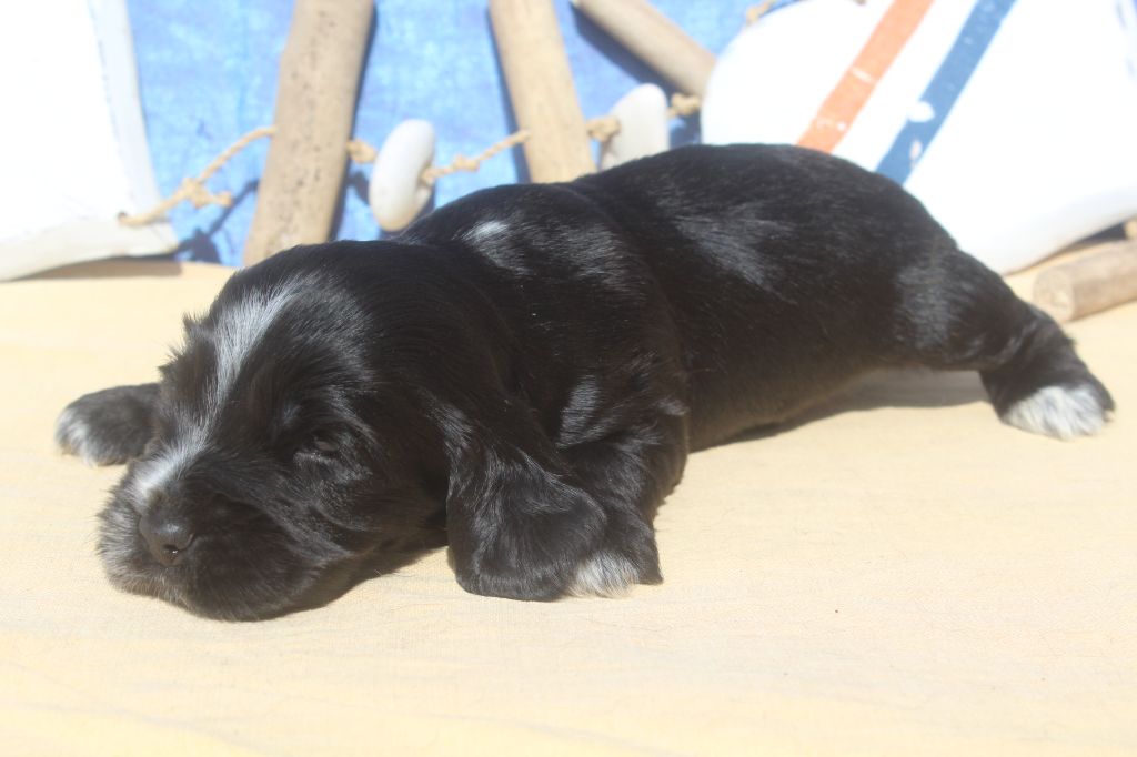 of caniland's dream - Chiots disponibles - Cocker Spaniel Anglais