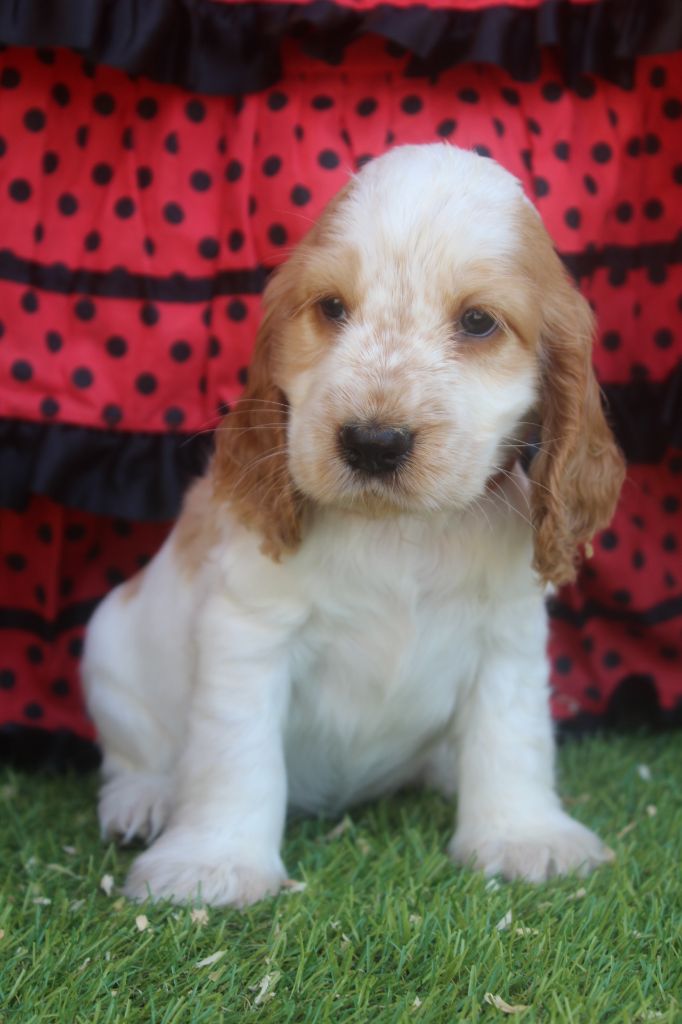 of caniland's dream - Chiots disponibles - Cocker Spaniel Anglais