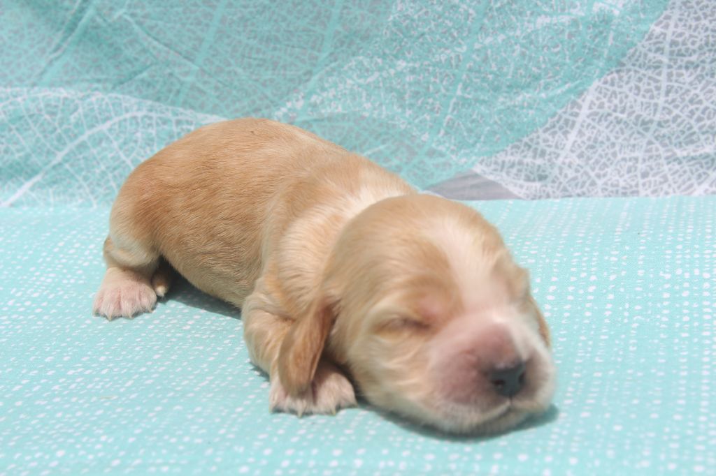 of caniland's dream - Chiots disponibles - Cocker Spaniel Anglais