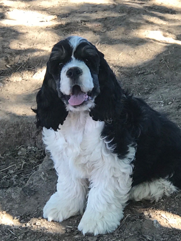 of caniland's dream - Chiots disponibles - American Cocker Spaniel