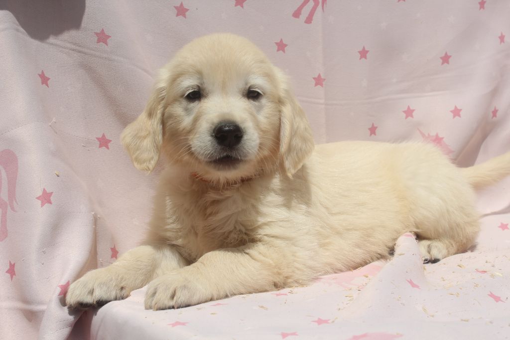 of caniland's dream - Chiots disponibles - Golden Retriever