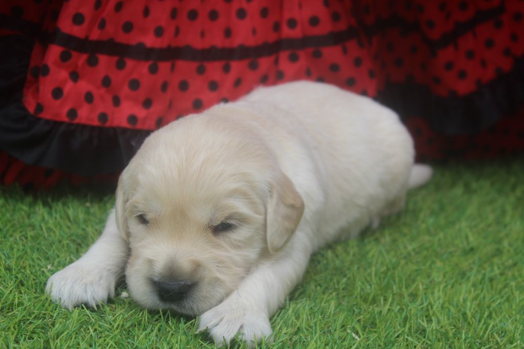 of caniland's dream - Chiots disponibles - Golden Retriever